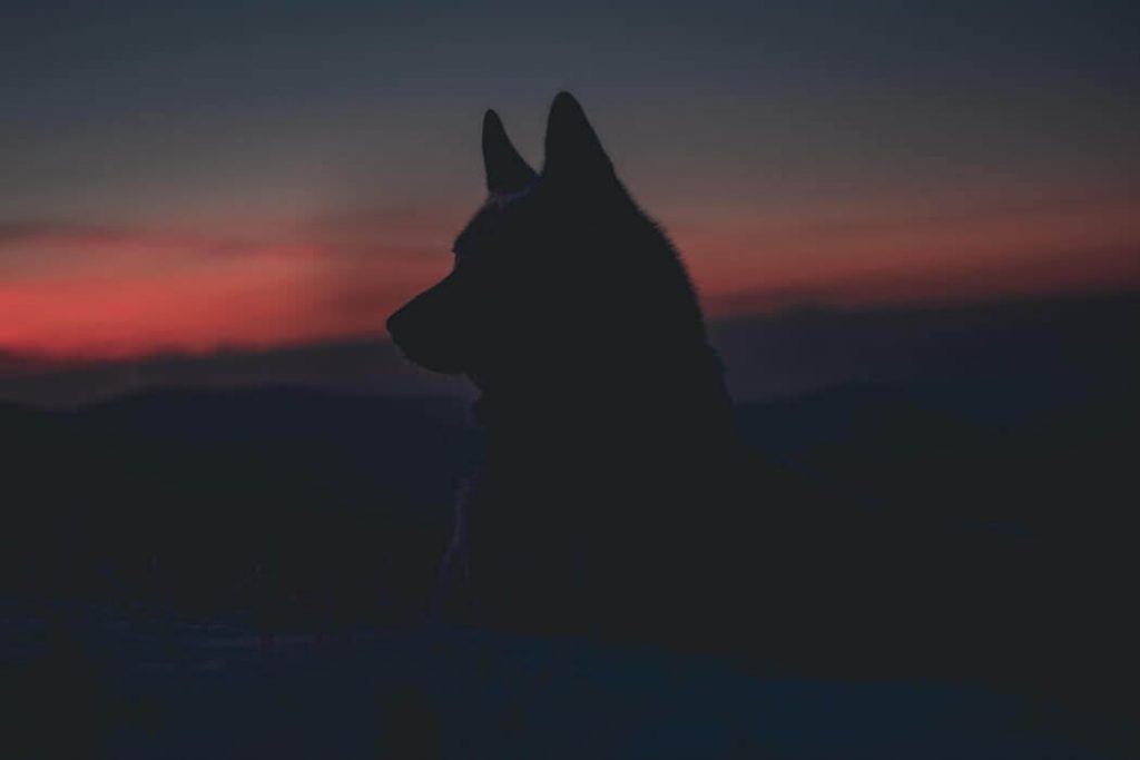 Hochwertiges Hundezubehör