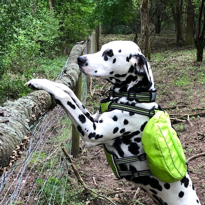 Hunderucksack für Outdoor Aktivitäten