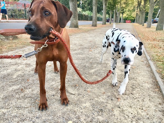Types de laisses pour chiens
