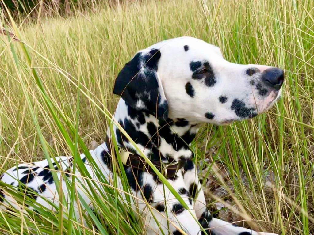 Hundeartikel | TARIGS