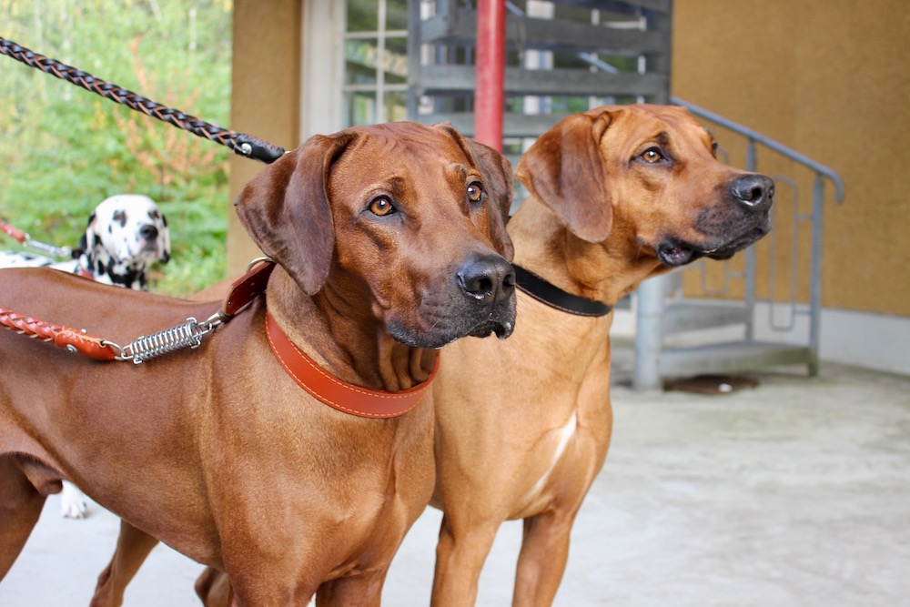 Laisse et collier pour grands chiens