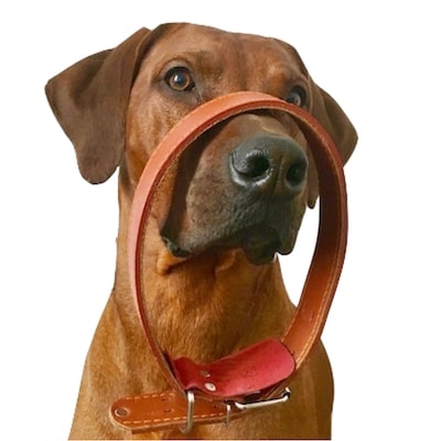 Types of dog collars
