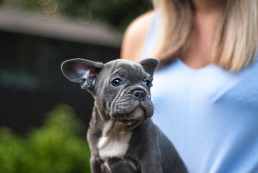 notre premier chien | TARIGS