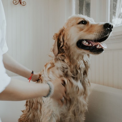 Dog shampoo for fur noses