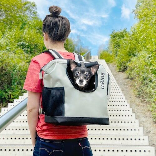 Chihuahua sitting in dog backpack in front of stairs