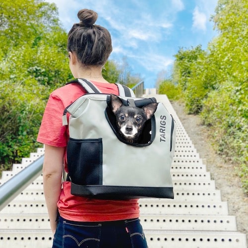 Chihuahua sitting in dog backpack in front of stairs