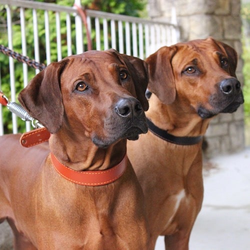 Laisse en cuir pour chiens | TARIGS