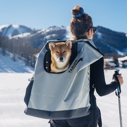 Shiba Inu Sits in Dog Carrier Backpack, grey