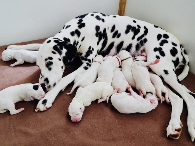 Mère dalmatienne allaitant ses chiots