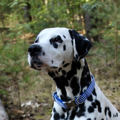 Clemens the dalmatian