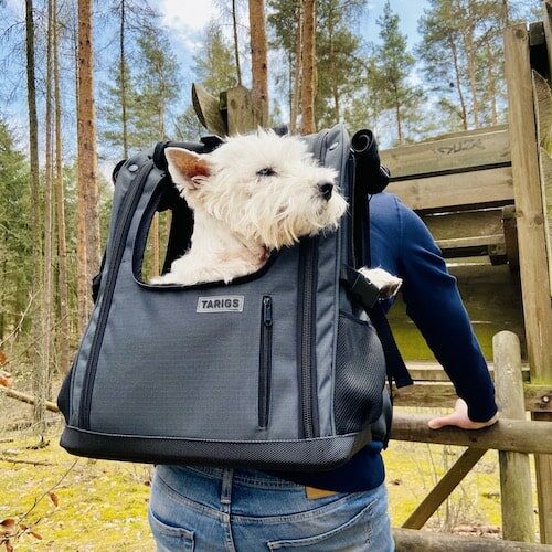 Westie sitting in trekking backpack for dogs by TARIGS