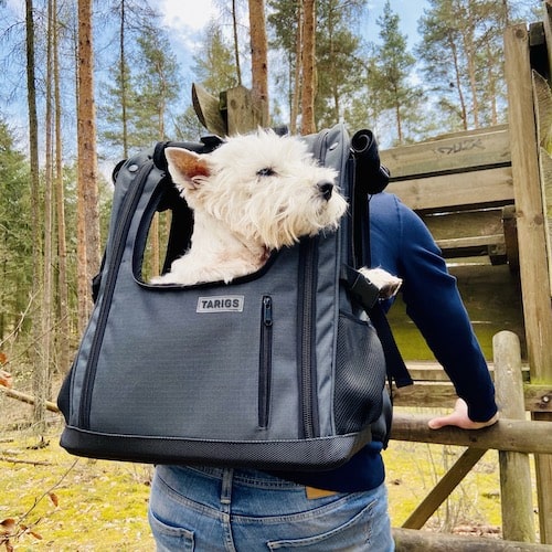 Westie sitting in trekking backpack for dogs by TARIGS