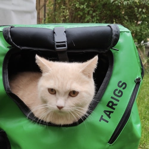 Cat sitting in green carrier backpack from TARIGS
