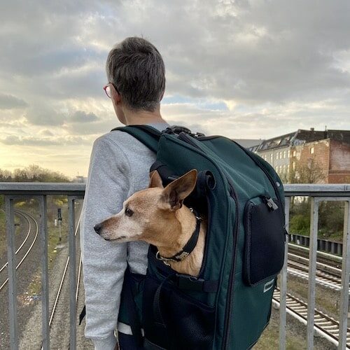 Dog carrier backpack for medium size dogs