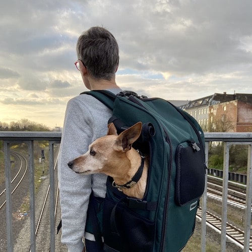 Dog carrier backpack for medium size dogs