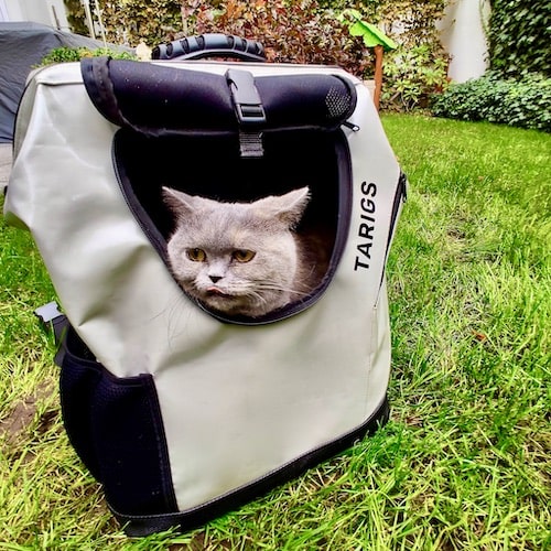British shorthair sitting in gray cat backpack from TARIGS