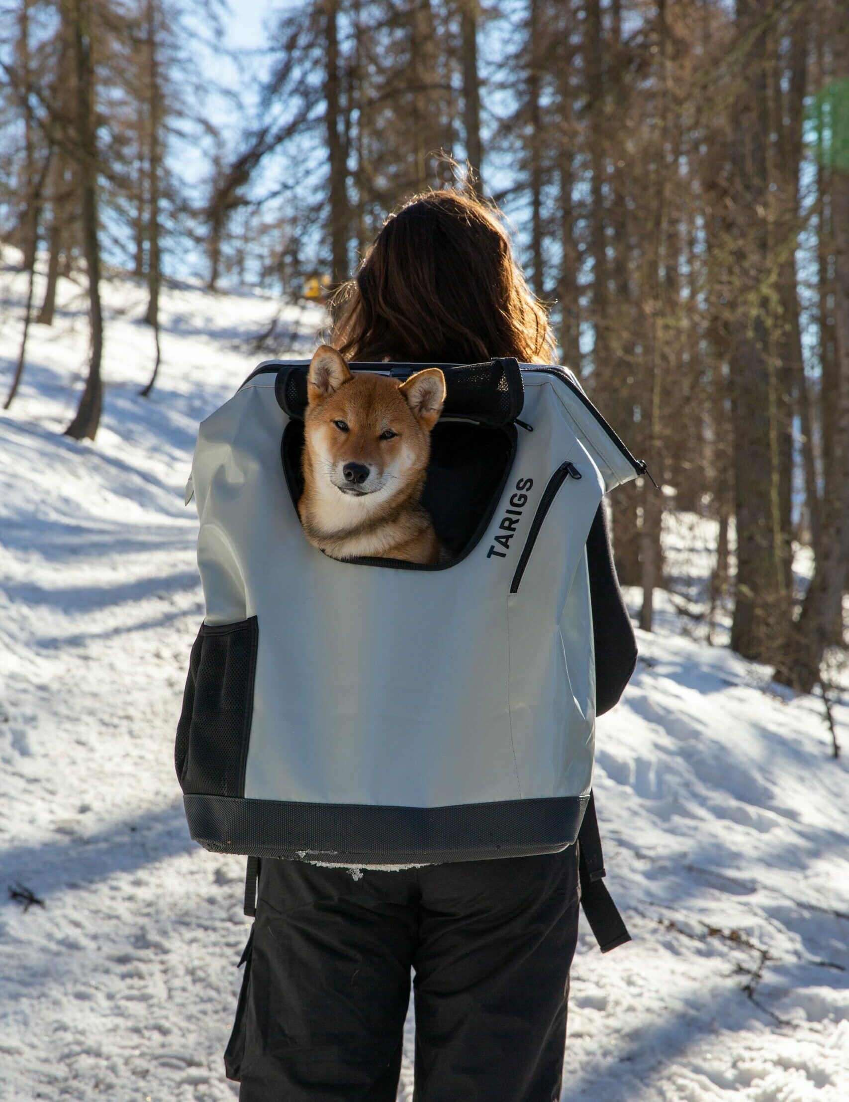 Shiba Inu dog backpack