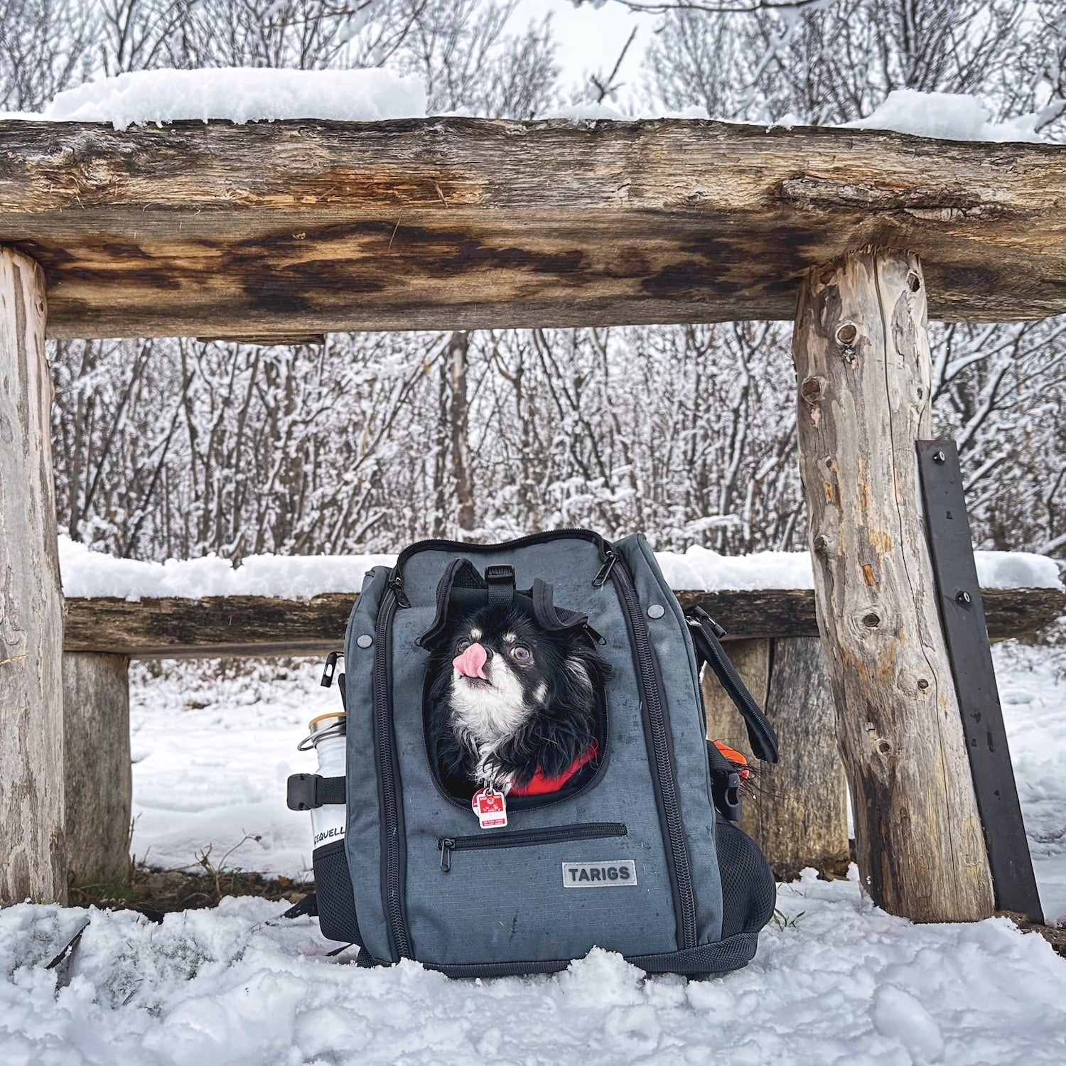Chihuahua in PeakStone Backpack - Small
