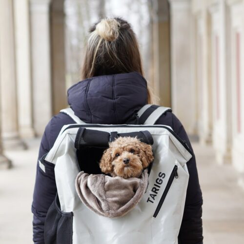 Miniature Poodle sitting cuddled up in sleeping bag in MountainRock Backpack - Medium