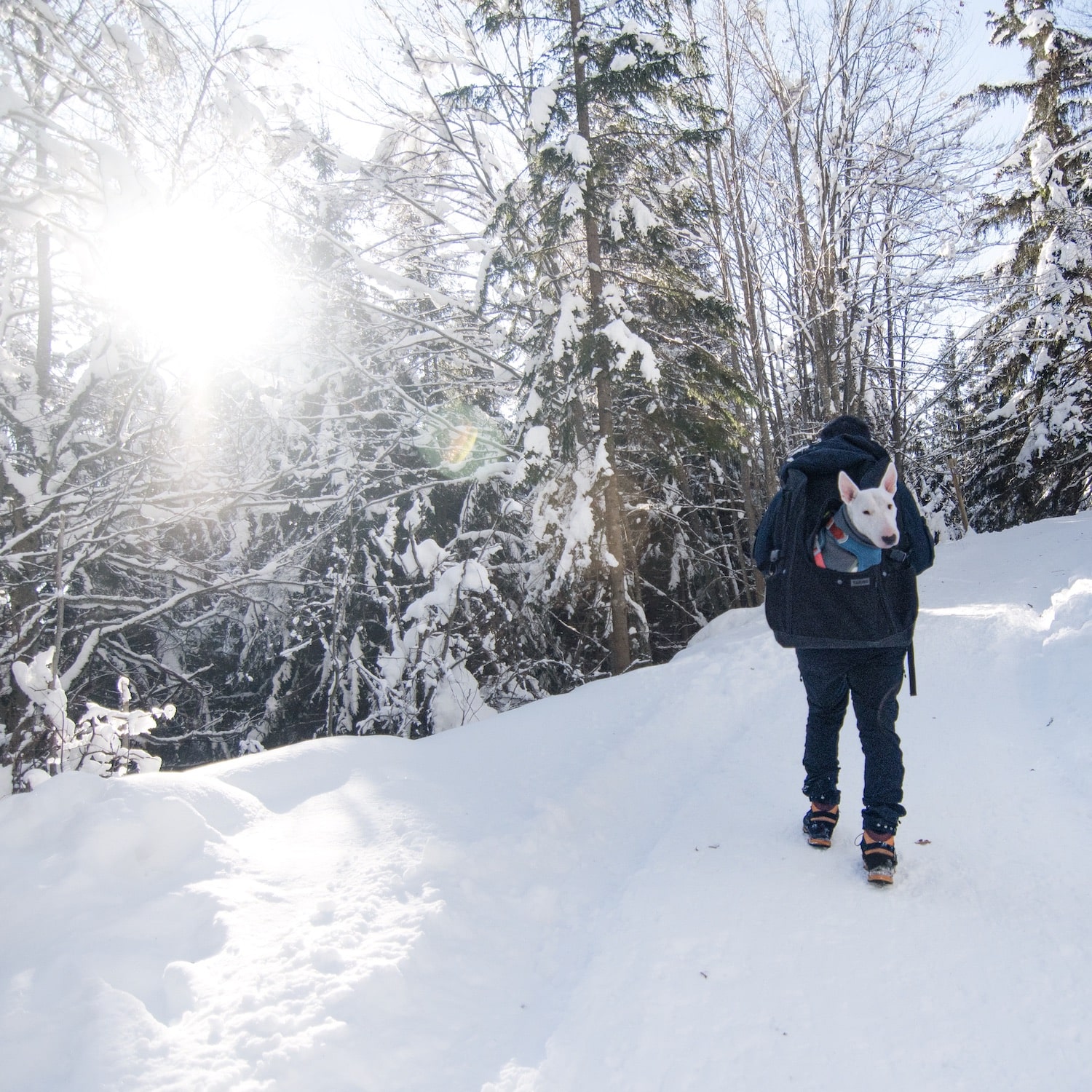 Hunderucksack Winterwandern
