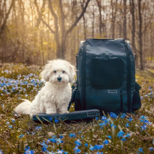 Coton de Tulear se sienta en el Booster Seat para PeakStone Backpack.