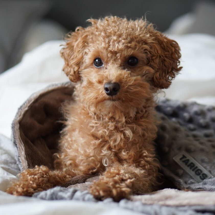 Zwergpudel im Snuggle Bag