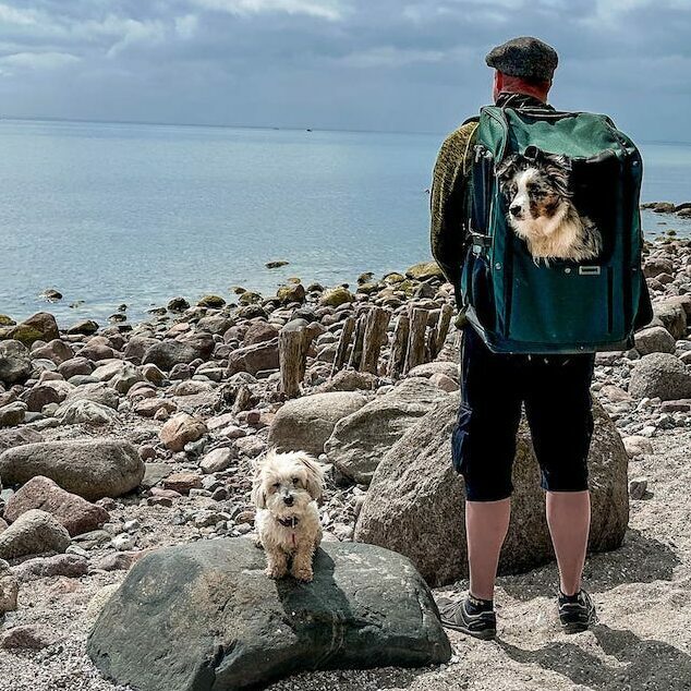 Mini Australian Shepherd Puppy in PeakStone Backpack, Large For those of you who have / get a puppy (eg Border Collie or Rhodesian Ridgeback), for which later only Large or even not the size Large fits, we usually recommend to buy directly the size Large. For sure the backpack in size Large will be a bit big for your puppy in the beginning. Too much space is actually never wrong. It is best to put the TARIGS Booster Seat in the backpack so that your puppy sits higher.
