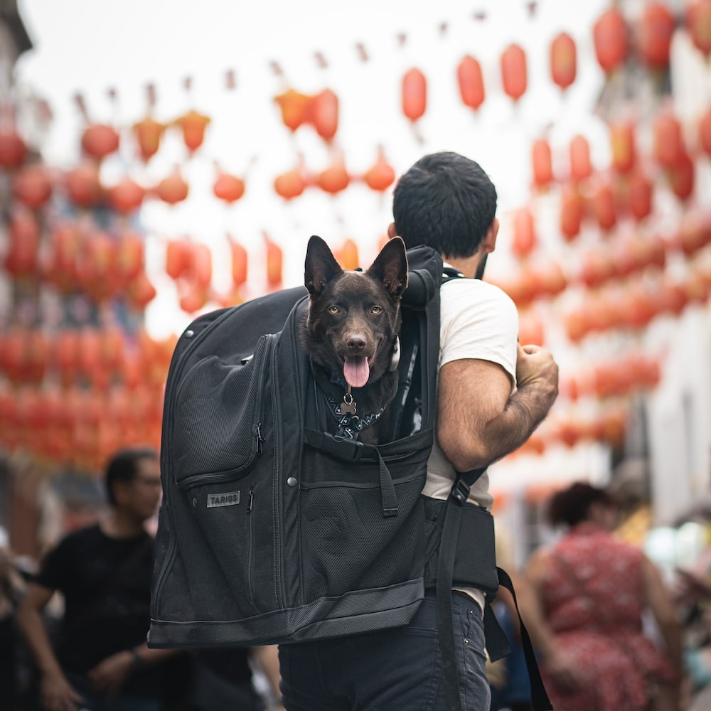Australian Kelpie sits in the PeakStone Backpack, Large