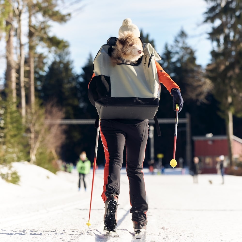 Woman cross-country skiing with Aussiedoodle in a 20 kg MountainRock Backpack.
