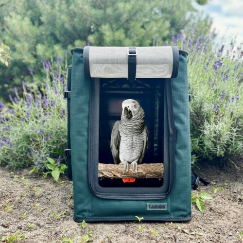 Grey parrot sits in the BIRDLINER bird backpack by TARIGS