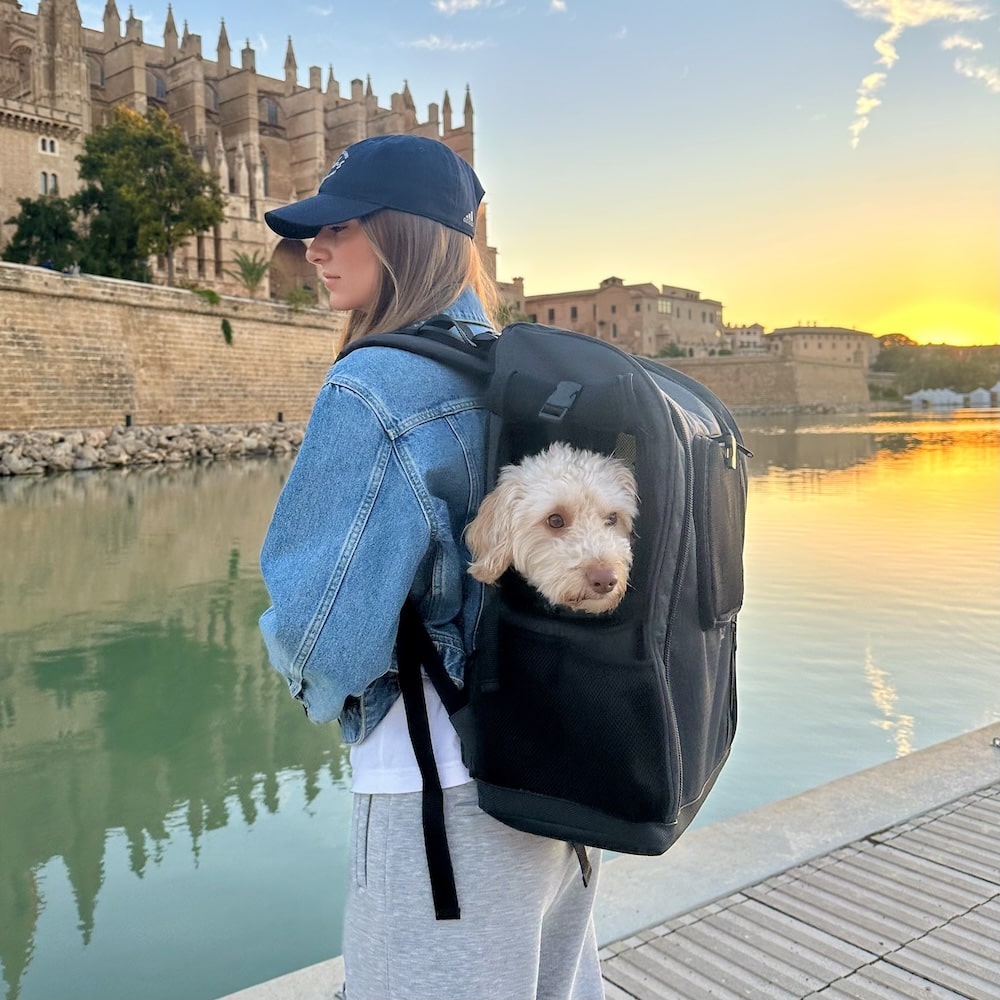 Cockapoo sits in the PeakStone Backpack at dusk