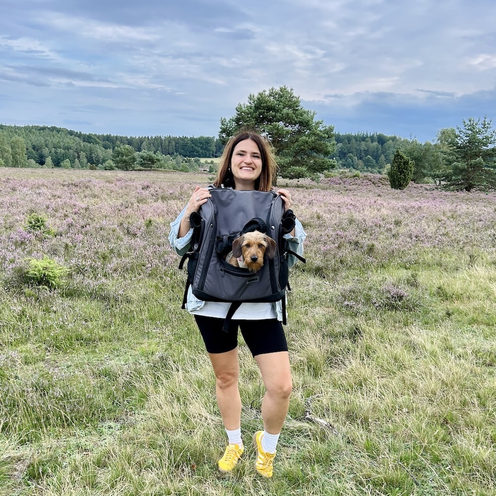 Dwarf gray-haired dachshund sits in the Dachshund Backpack in the heath