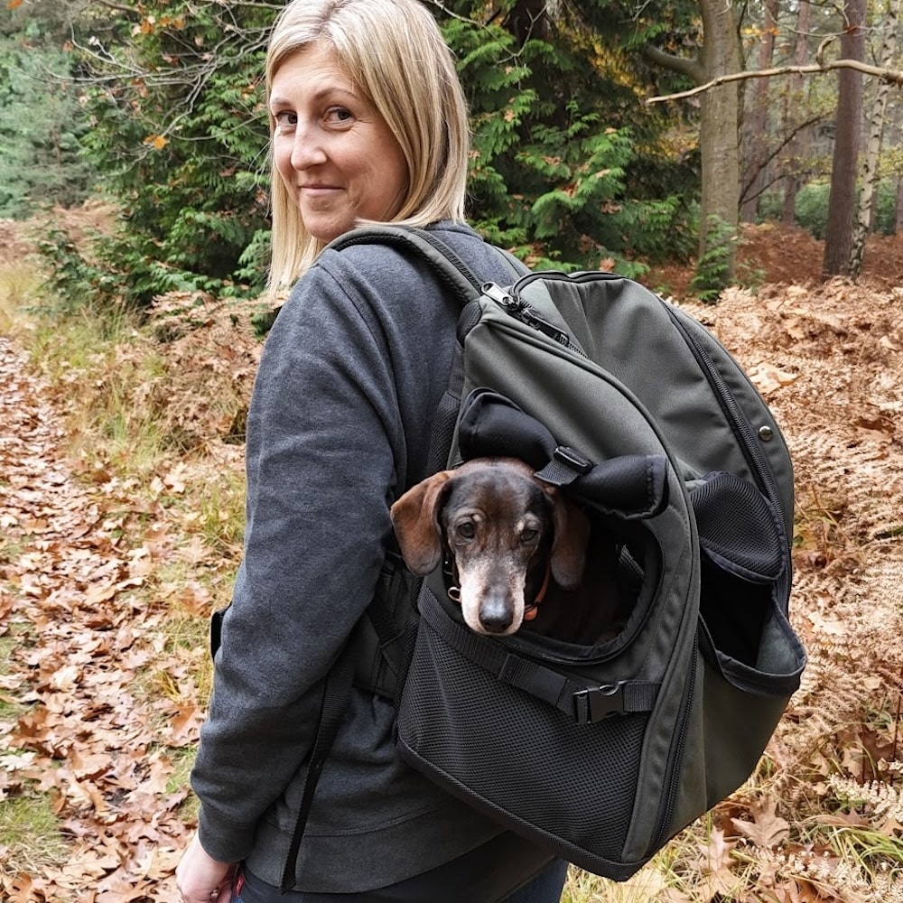 Miniature dachshund sits in a dachshund backpack while hiking in the forest