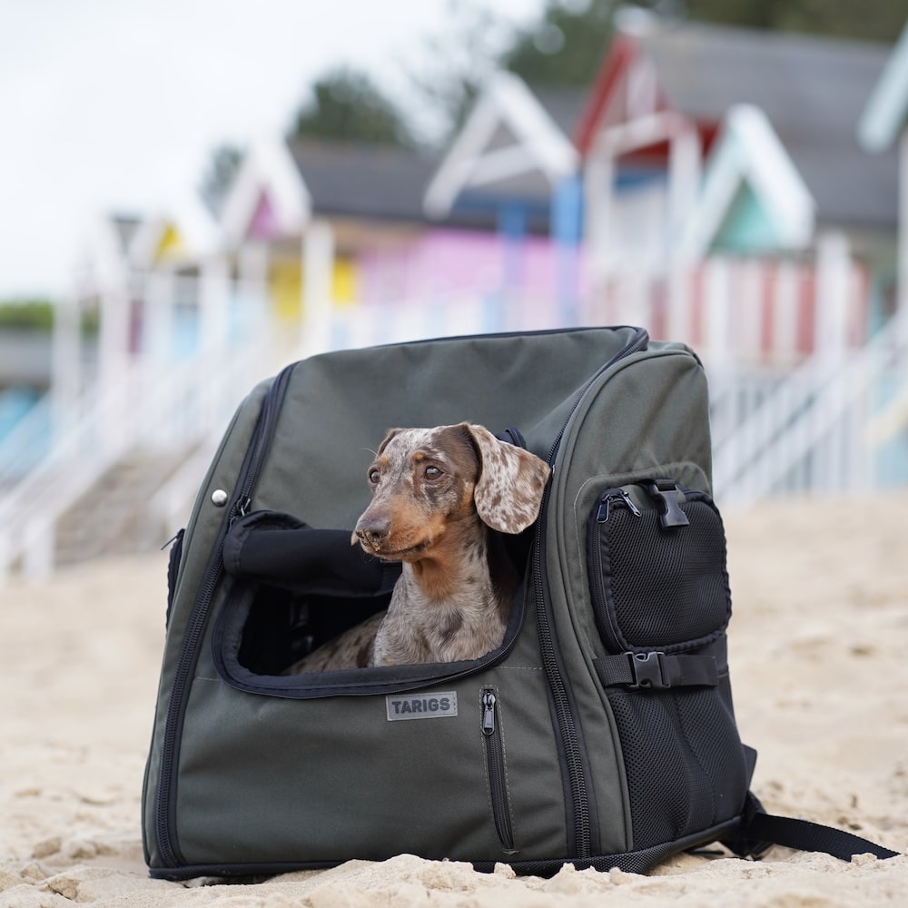 Miniature dachshund sits in a TARIGS dachshund backpack on the beach