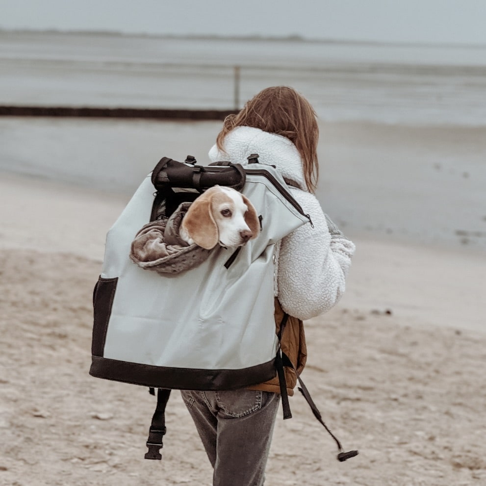 Beagle sits in the MountainRock Backpack, Large on the beach