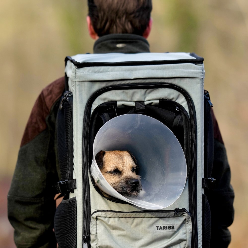 Border Terrier lying in the ROOFPACKER while hiking