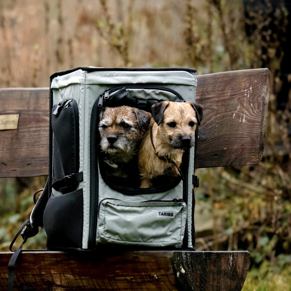 Border Terrier sitting in the ROOFPACKER in the forest