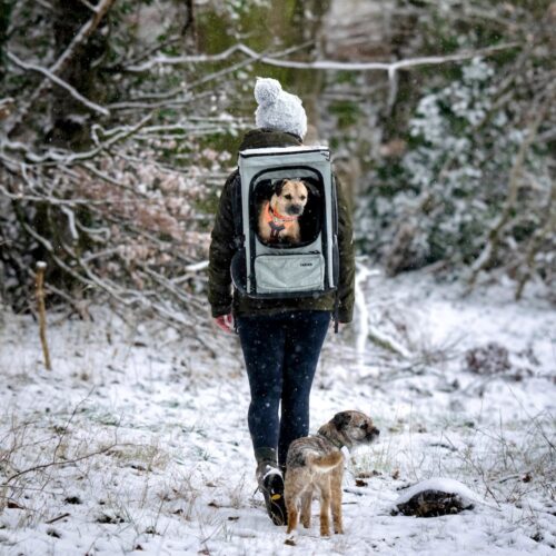 Border Terrier sits in the ROOFPACKER while hiking in the snow