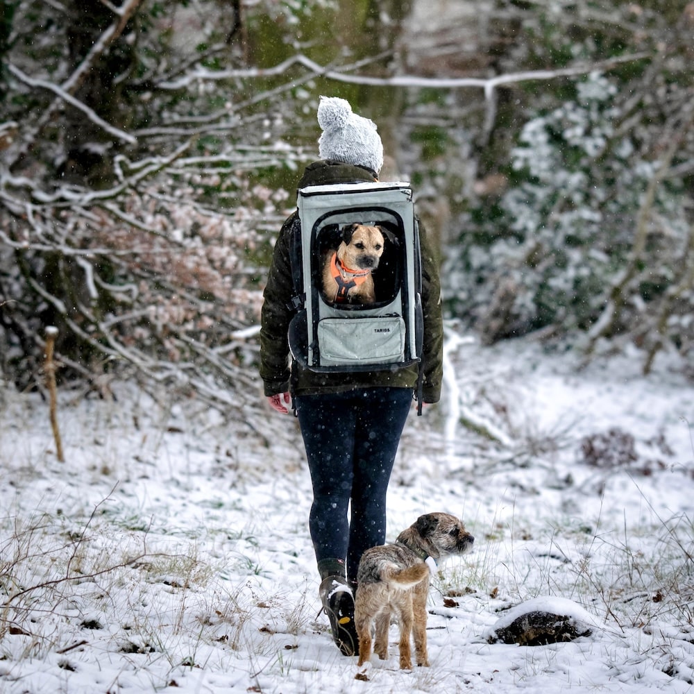 Border Terrier sits in the ROOFPACKER while hiking in the snow