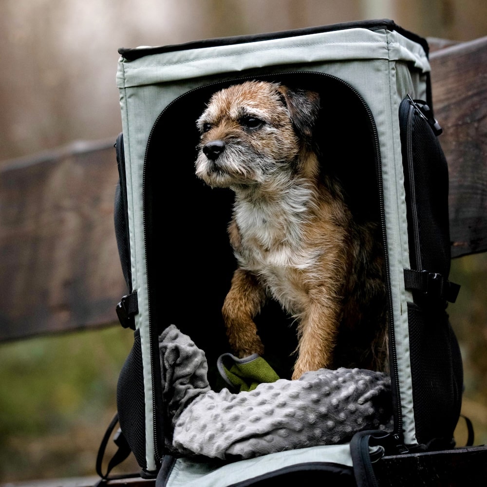 Border Terrier sits in the ROOFPACKER in the forest