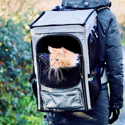 Katze schaut vorne aus dem halb geöffneten Eingang des ROOFPACKER / Rucksack für Katzen von TARIGS