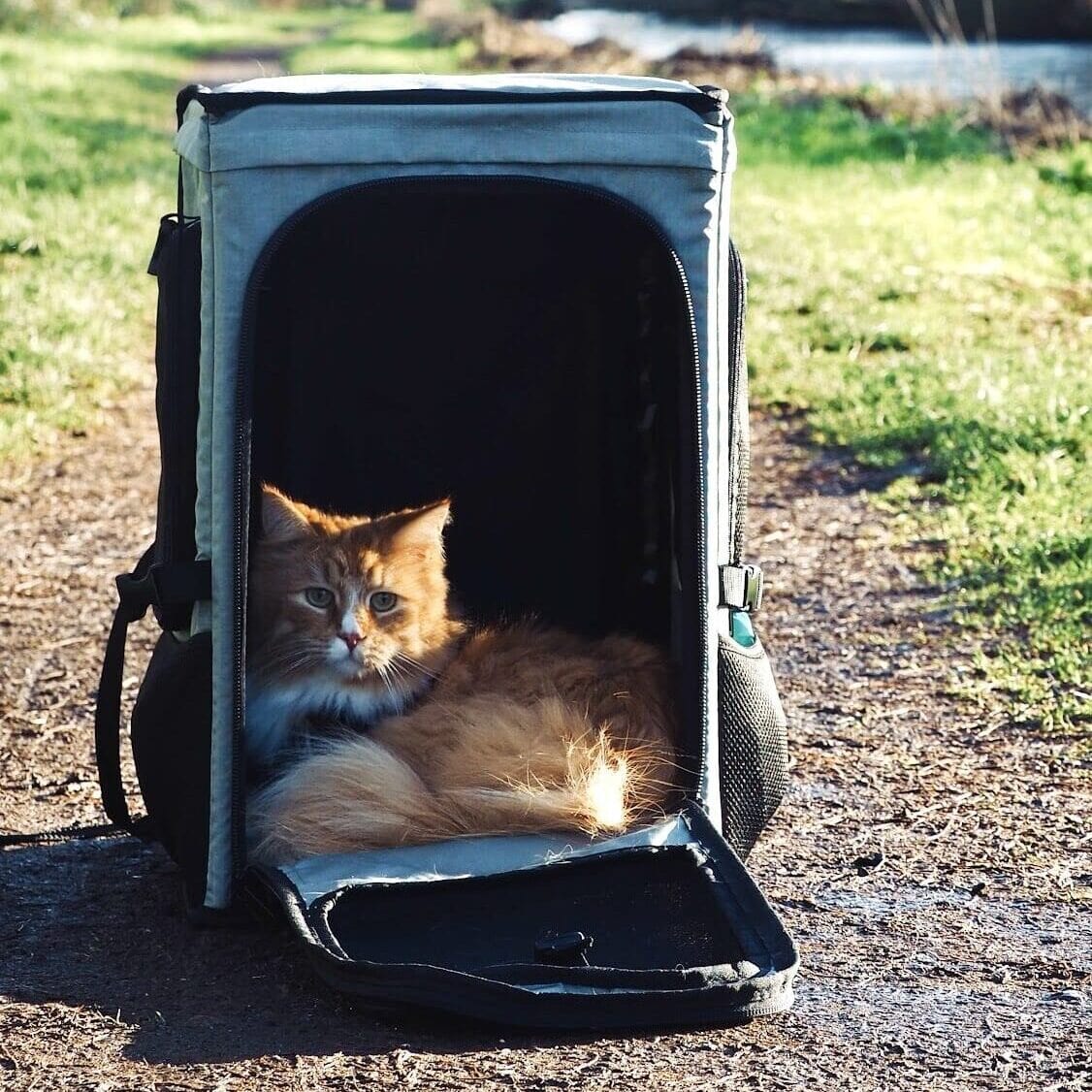 Cat lying in the ROOFPACKER / backpack for cats by TARIGS