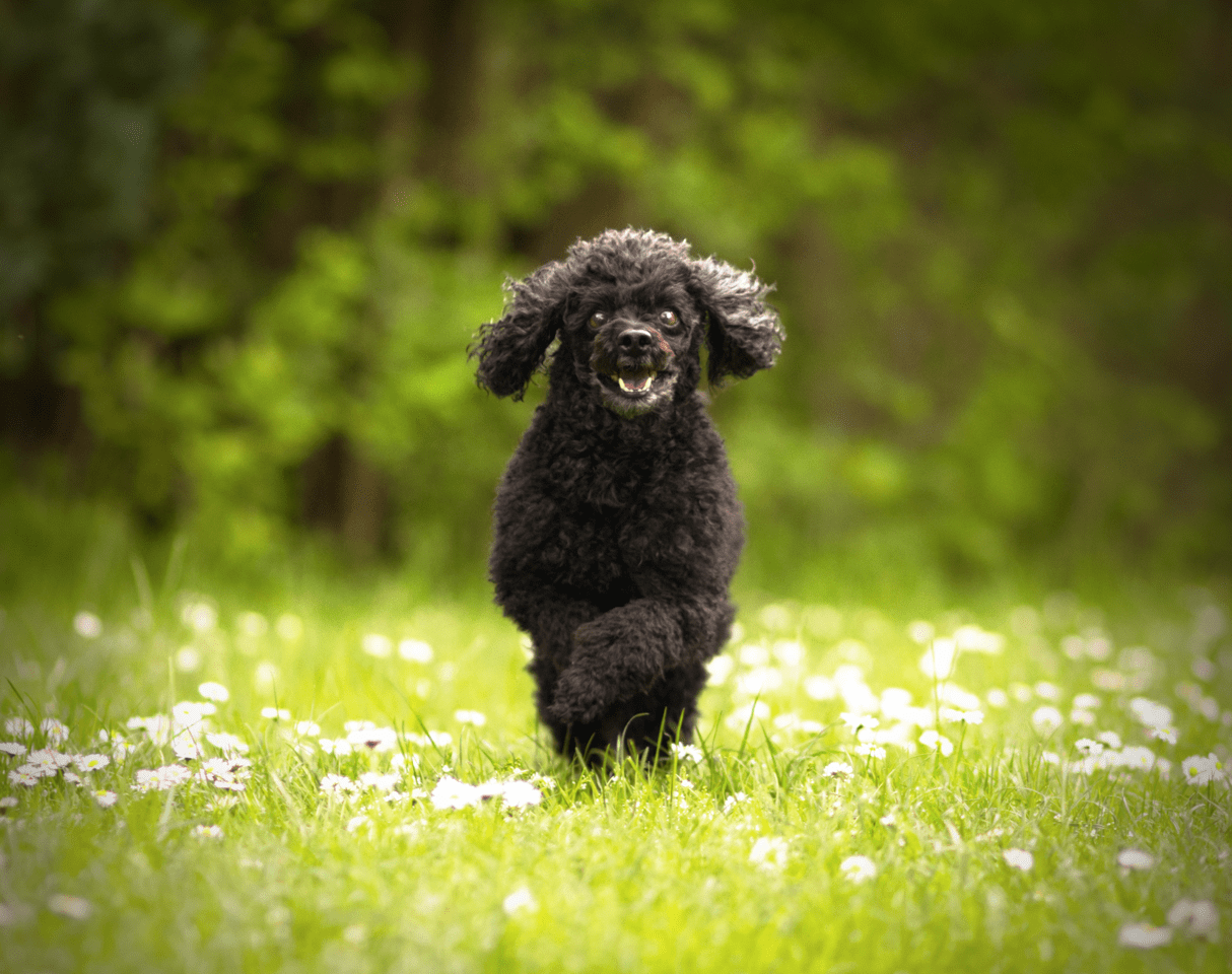 Poodle running across a meadow