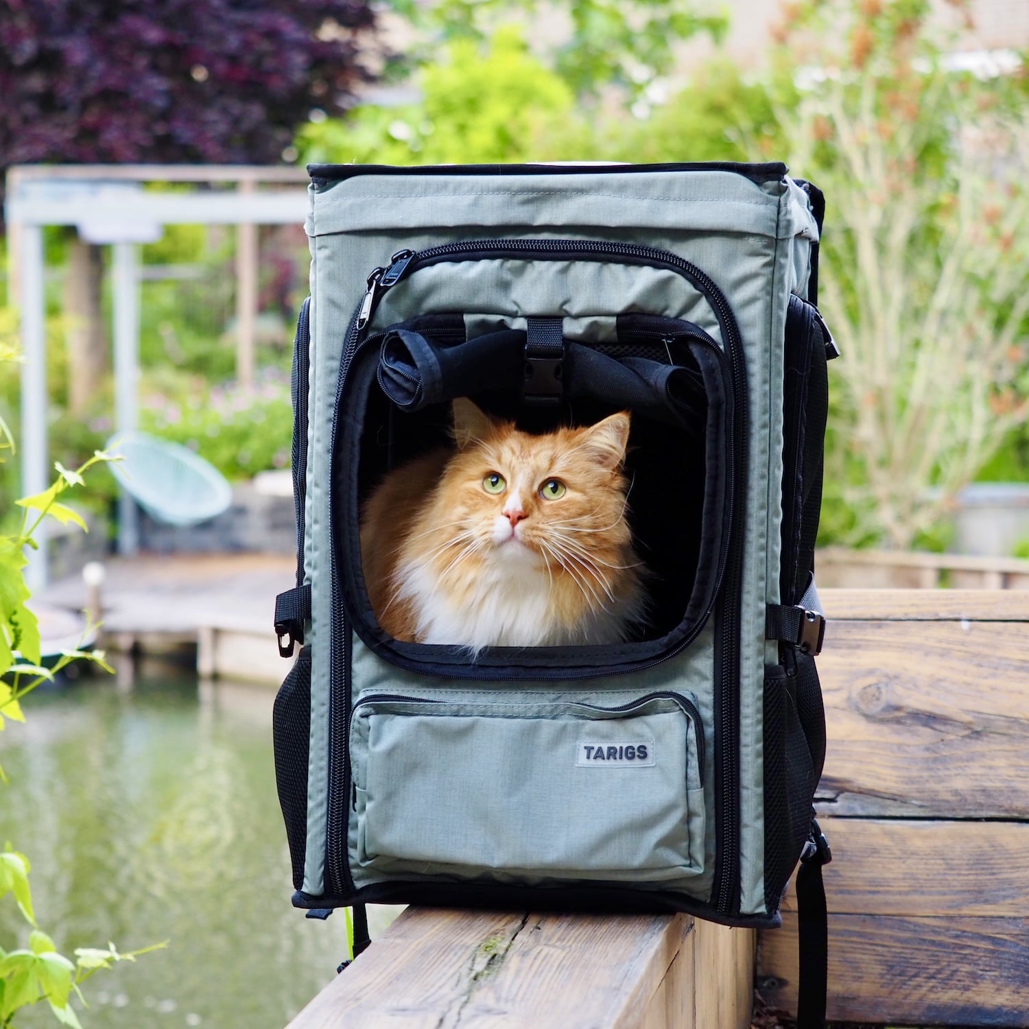 Norwegian Forest Cat sits in the ROOFPACKER and experiences nature.