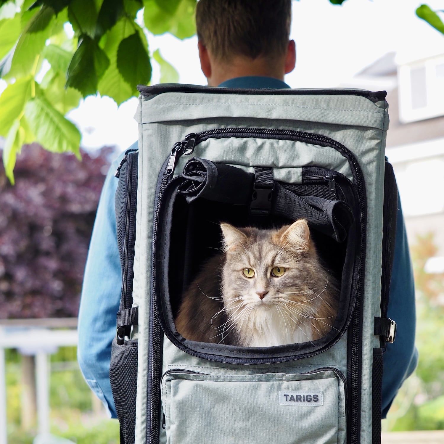 Maine Coon Mix sits in the ROOFPACKER cat backpack from TARIGS and is carried