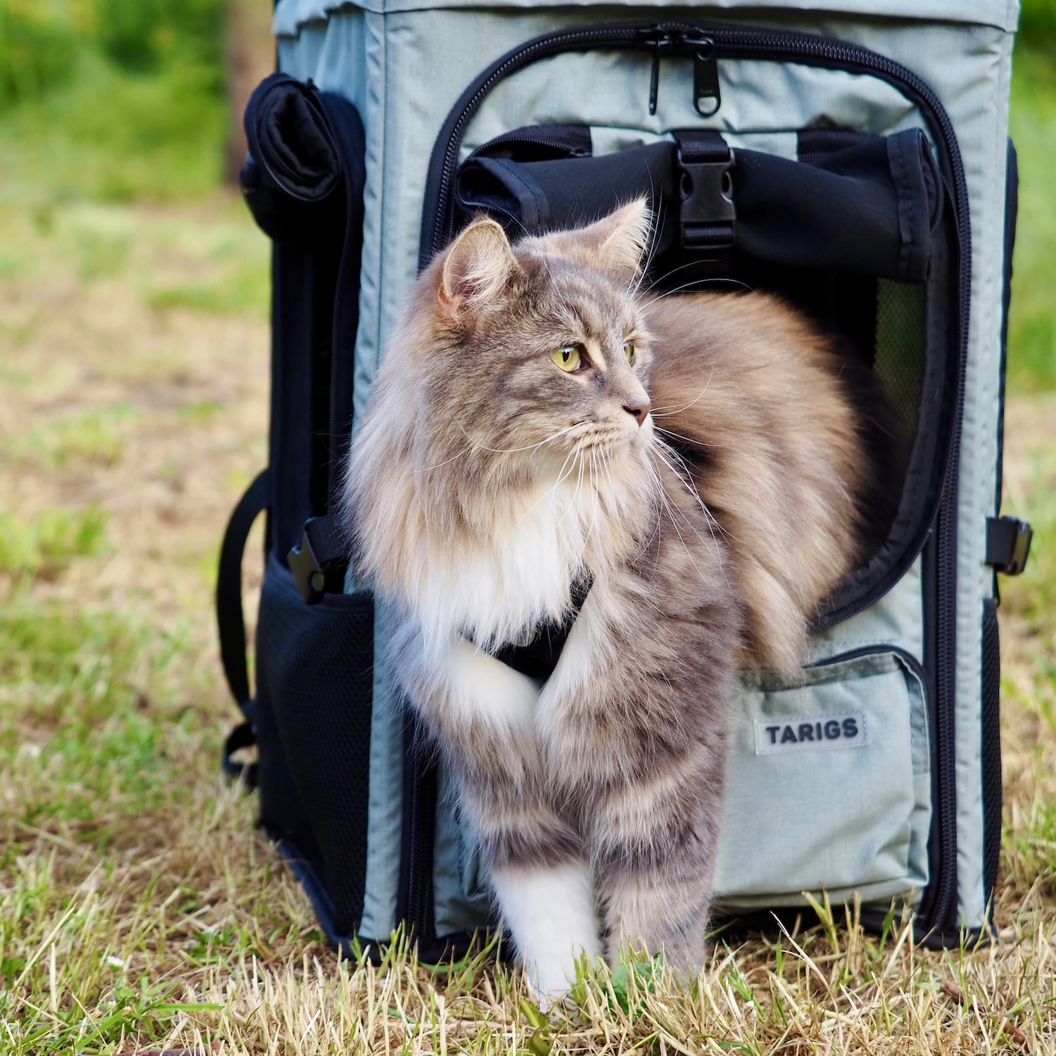 Maine Coon Mix stands in the ROOFPACKER and watches the action