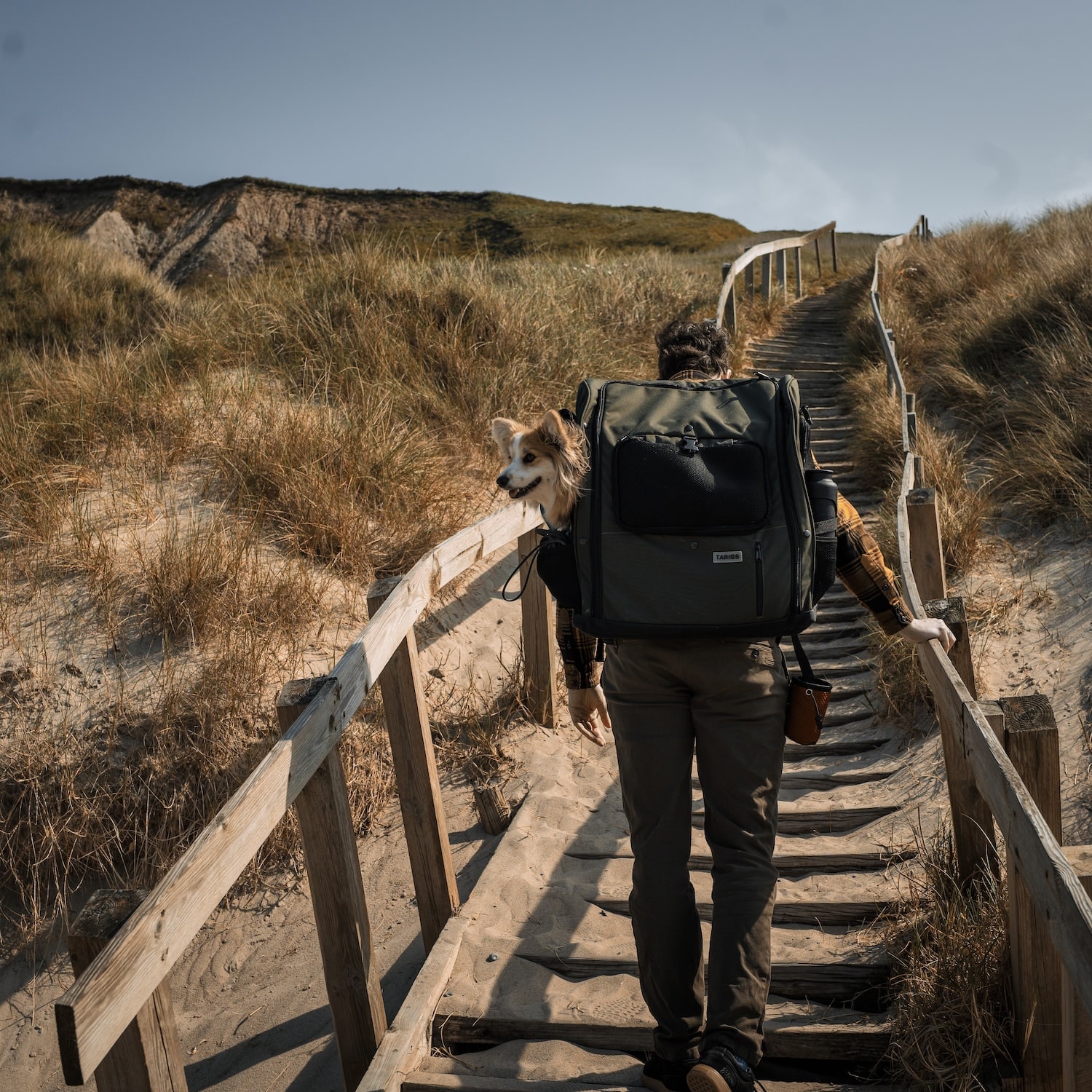 Corgi Lumi is carried up the rough stairs by his master in the Dachshund Backpack size Maxi (L)