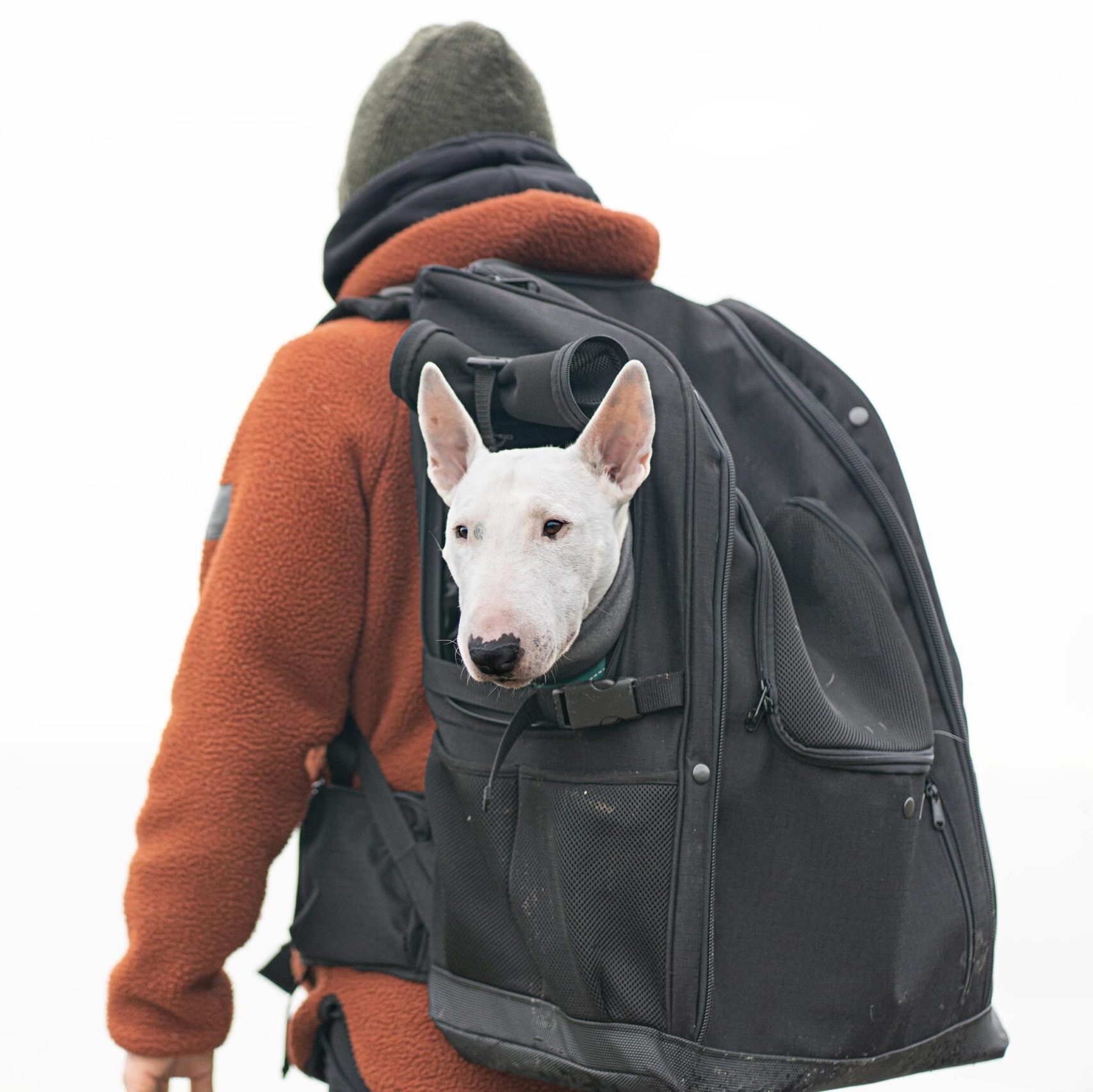 Le bull terrier miniature est assis dans le PeakStone Backpack, taille L.