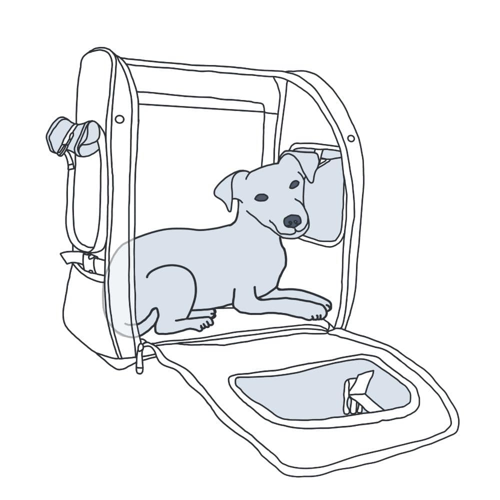 Illustration eines Hundes, der entspannt eingedreht im Rucksack liegt.