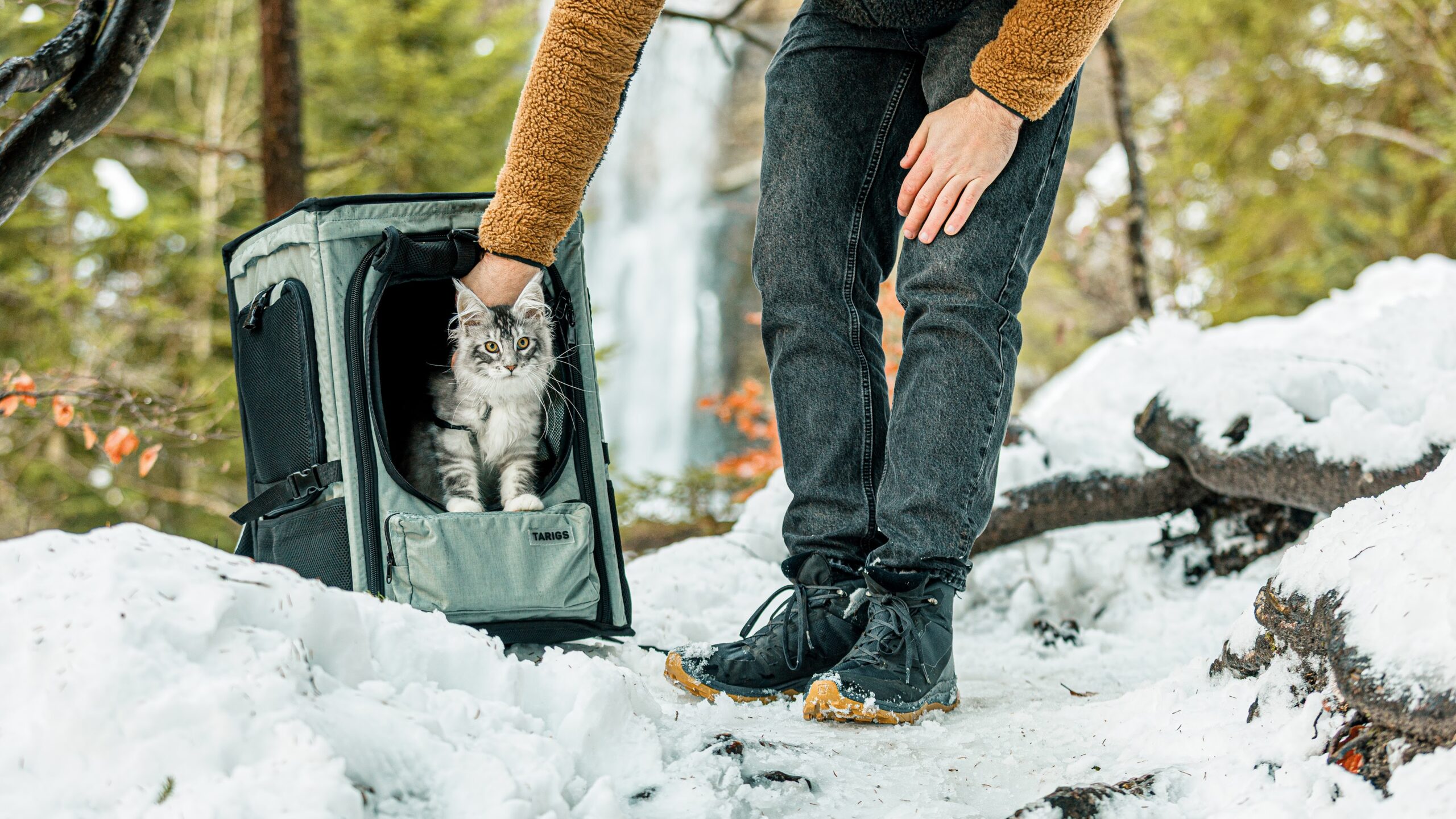 Die 5 Monate alte Maine Coon sitzt während eines Ausflugs im Cirque de Saint-Meme in Savoie im ROOFPACKER von TARIGS.